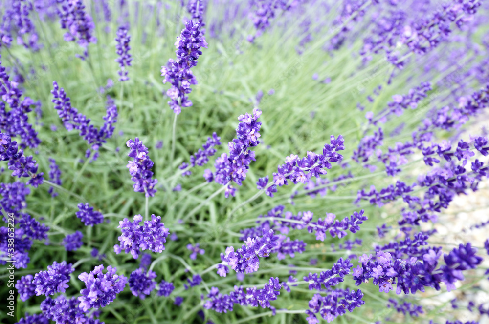 Fototapeta premium Blooming lavender
