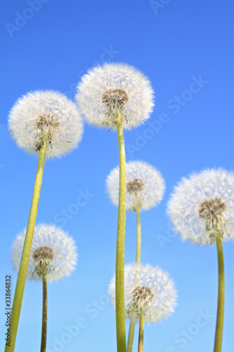 white dandelions on blue background