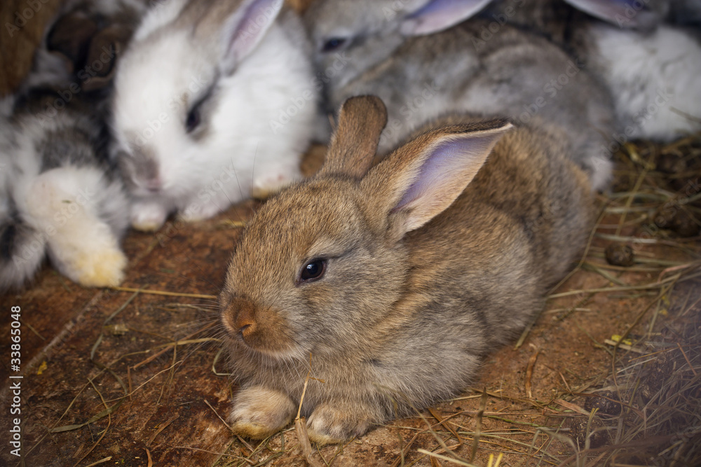Obraz premium rabbits family