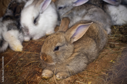 rabbits family