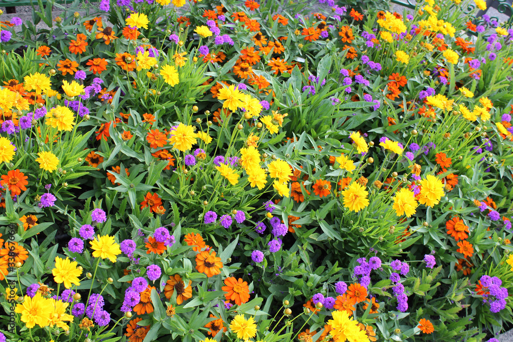 Multicolored flowers
