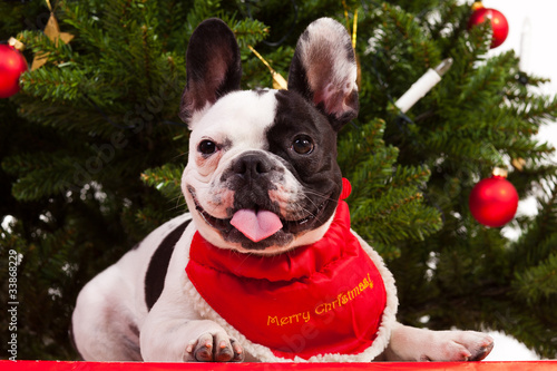 Fototapeta Naklejka Na Ścianę i Meble -  französische bulldogge unterm weihnachtsbaum