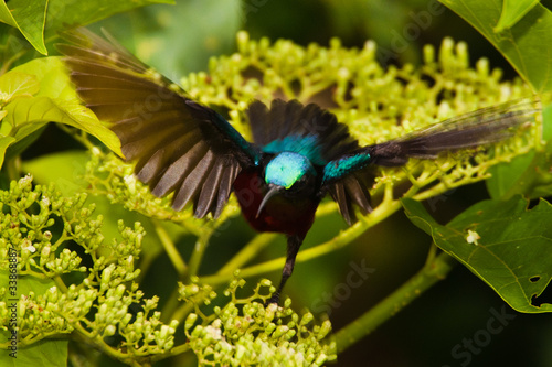 Purple throated sunbird photo