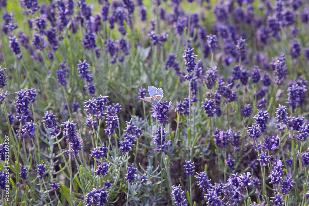 Fototapeta premium Blue Butterfly Admist the Lavender