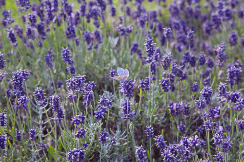 Blue Butterfly Admist the Lavender