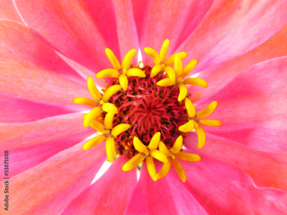 Point core of pink flower