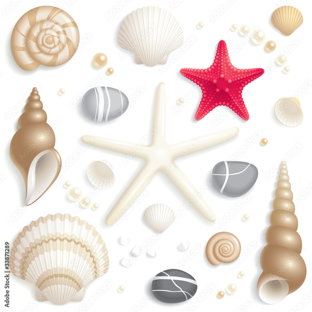 Seashell set Seashell set