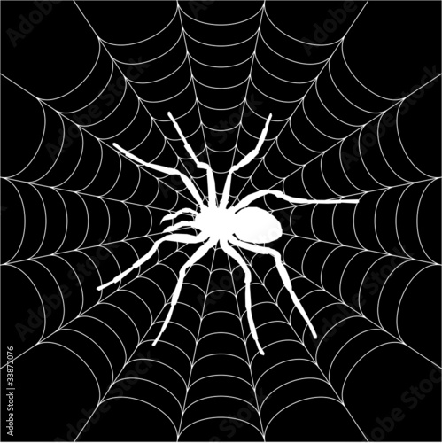 spider, spiderweb