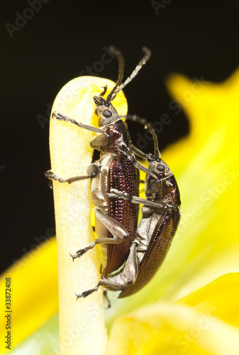 Mating reed beetles donacia aquatica photo