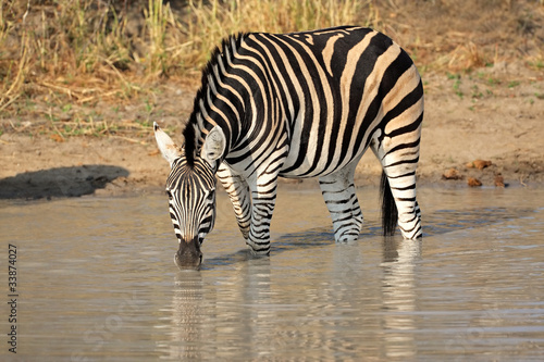 Plains  Burchell s  Zebra drinking