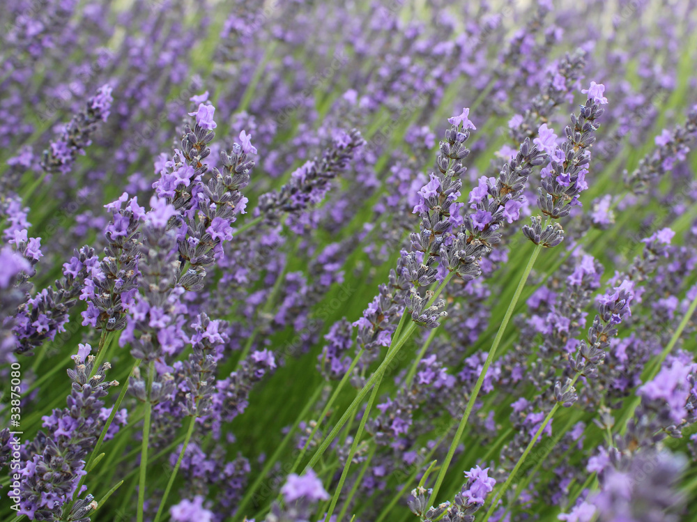 Lavendelpflanze, Südfrankreich