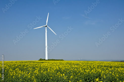 Windwheel and rapesees field in blossom