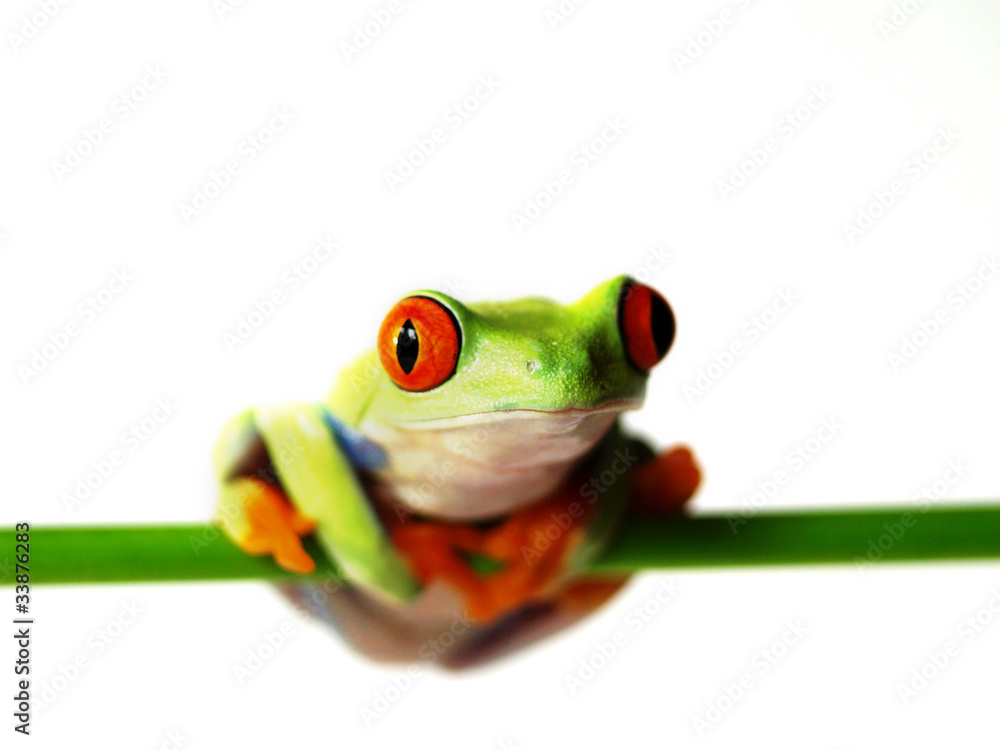 Naklejka premium Rotaugenlaubfrosch 75