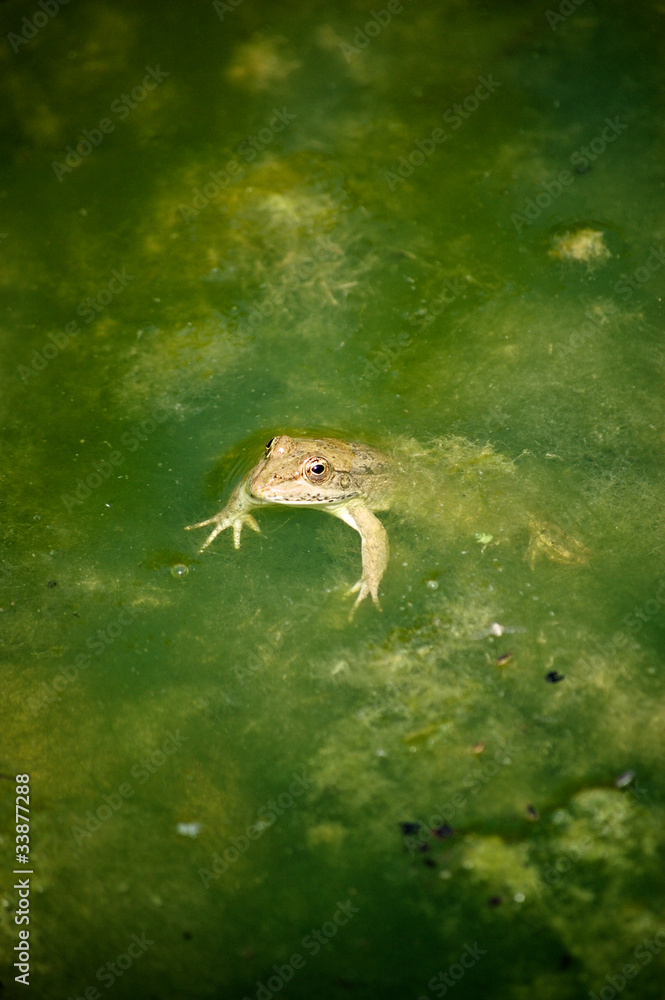 Obraz premium A green frog in a green creek
