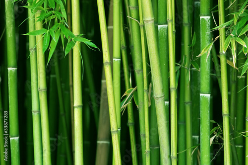 bamboo © Ivan Kmit