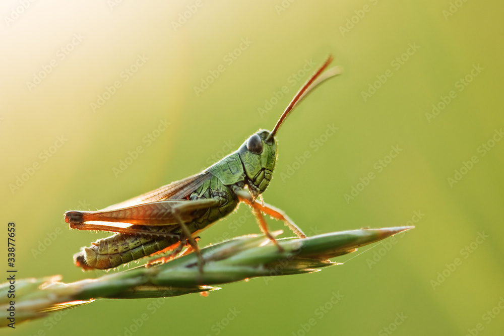 grasshopper - obrazy, fototapety, plakaty 