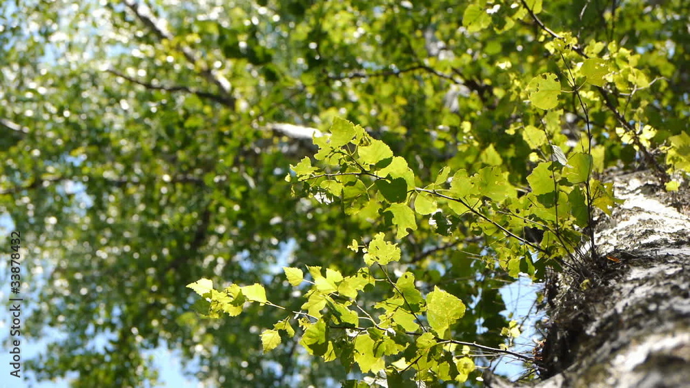 a tree swings branches in the wind a tree swings branches in the wind