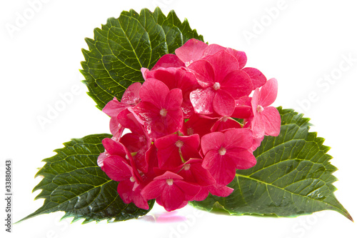 Fototapeta Naklejka Na Ścianę i Meble -  Pink hortensia