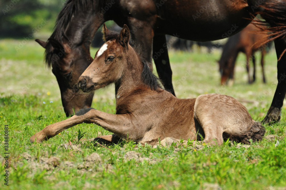 foal on grass