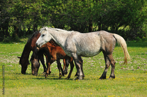 horses on pasture