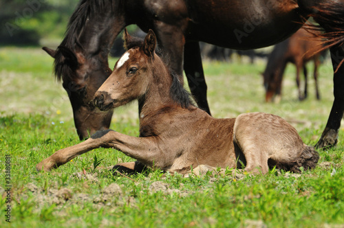 Canvas Print foal on grass