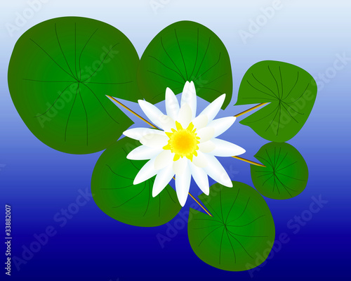 water lily with green leaves