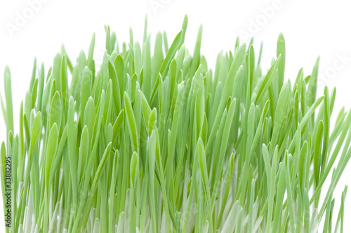 green grass on white