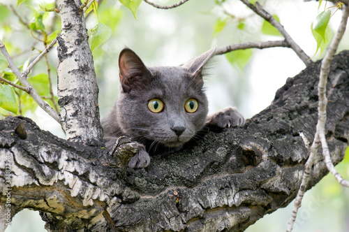 curious cat on a tree