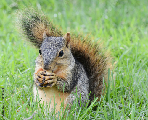 Bild auf Leinwand squirrel eating peanut