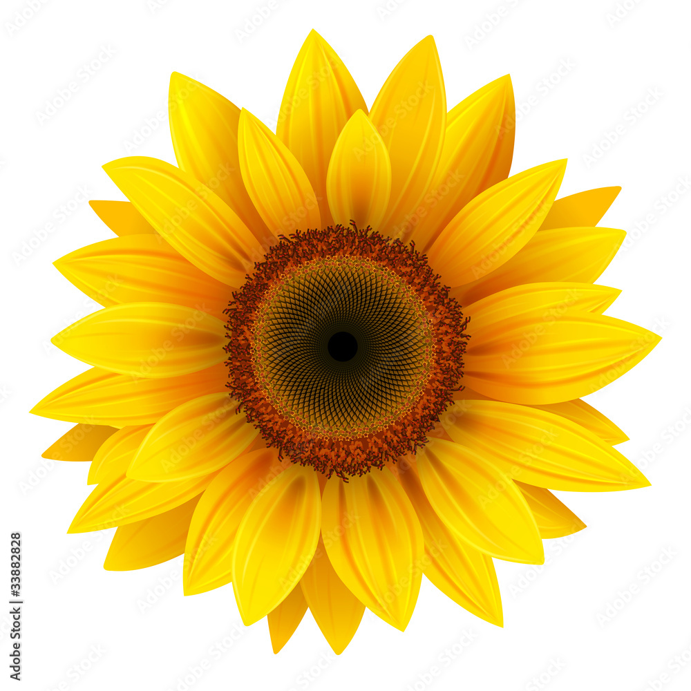 Naklejka premium Sunflower isolated, vector.