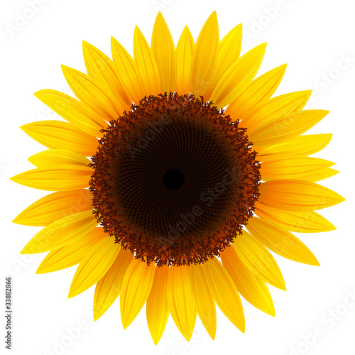 Fototapeta Naklejka Na Ścianę i Meble -  Sunflower isolated, vector.