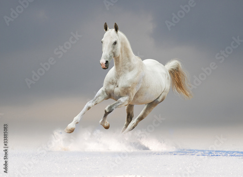 white horse with cloudy background behind