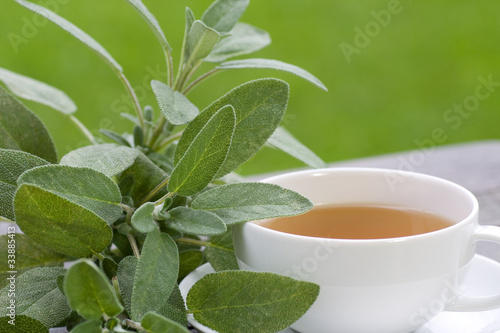 Wallpaper Mural Sage tea served outside Torontodigital.ca