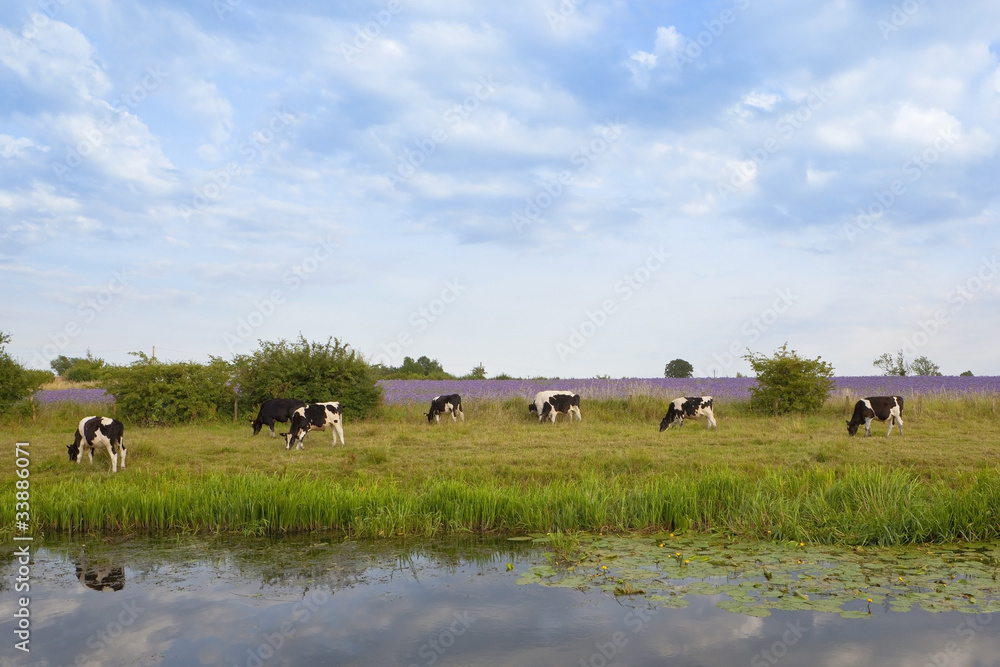 black and white cows black and white cows
