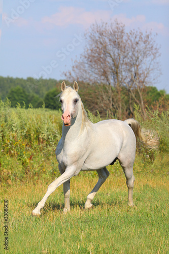 white arab stallion © Mari_art