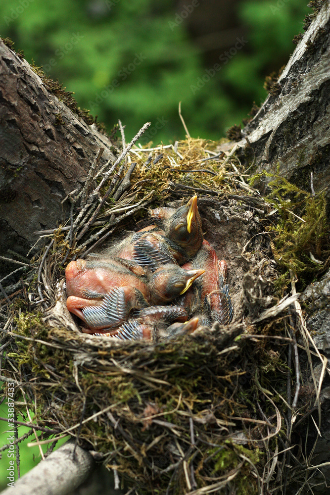 Newborn chicks in the nest of a thrush Newborn chicks in the nest of a thrush