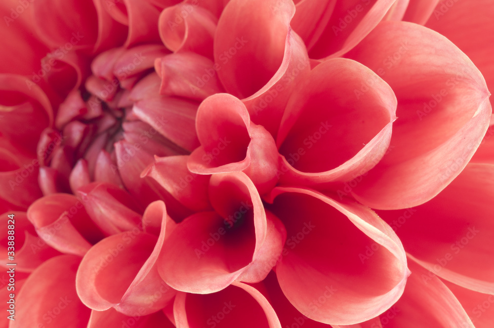 Dahlia Dahlia