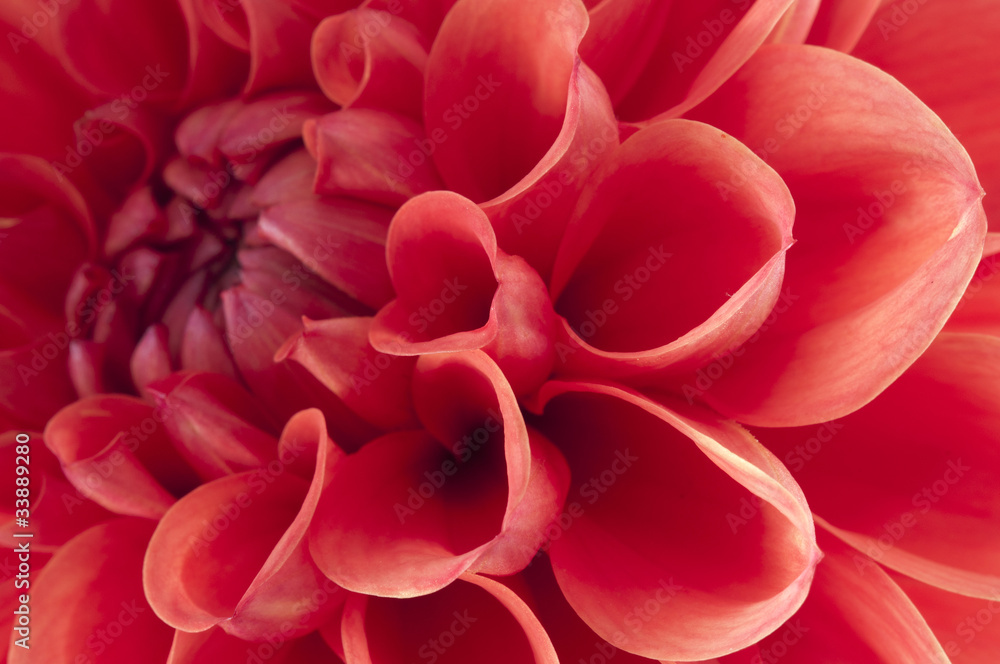 Dahlia