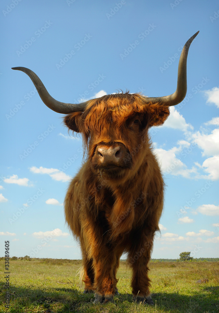 Proud ox against blue sky