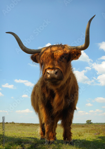 Proud ox against blue sky