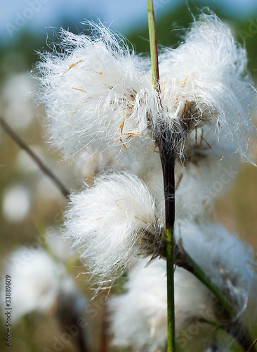 Eriophorum angustifolium