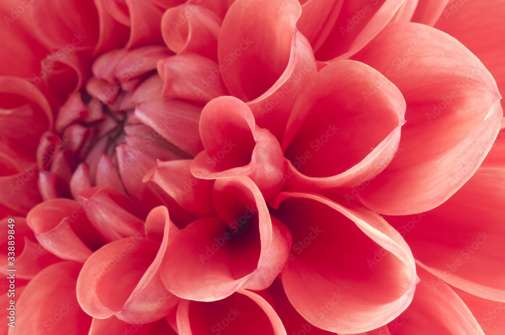Dahlia