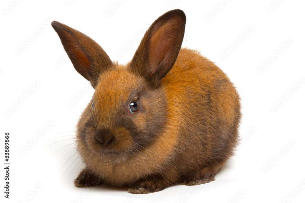 Bunny Bunny