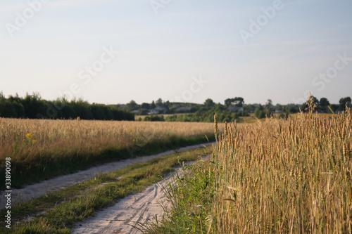 countryside landscape with cereal