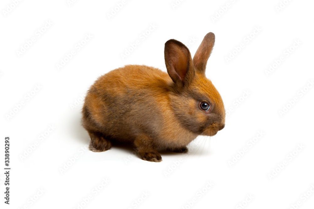 Obraz premium Bunny