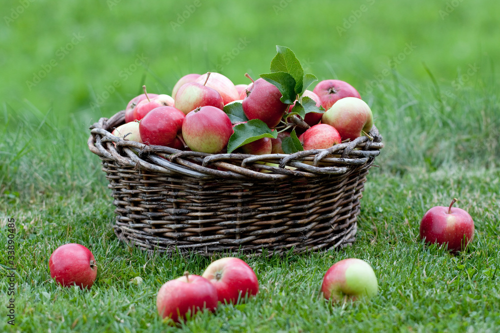 obstkorb obstkorb