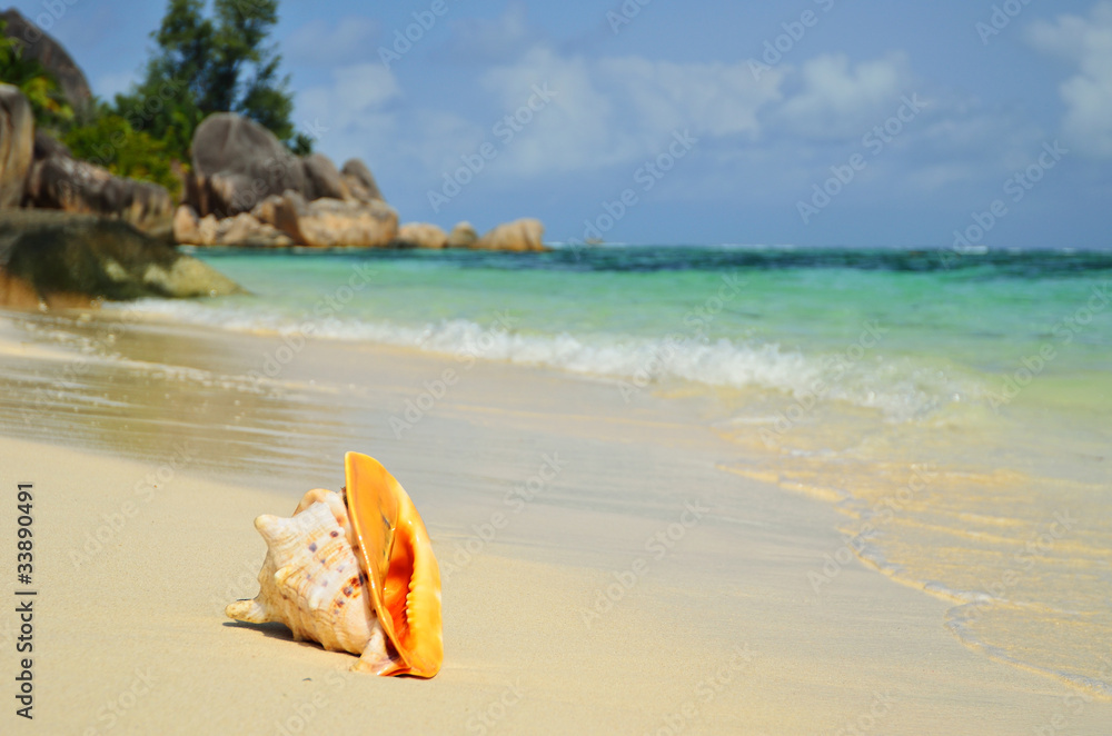 Shell on the ocean shore