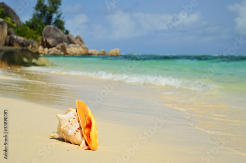 Fototapeta Naklejka Na Ścianę i Meble -  Shell on the ocean shore