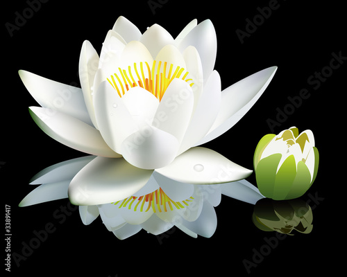 white water-lily flower and bud