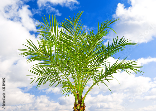 beautiful green palm